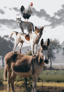 image of a rooster standing on a cat, who is standing on a dog, who is standing on a donkey
