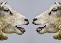 image of two sheep facing each other and bleating